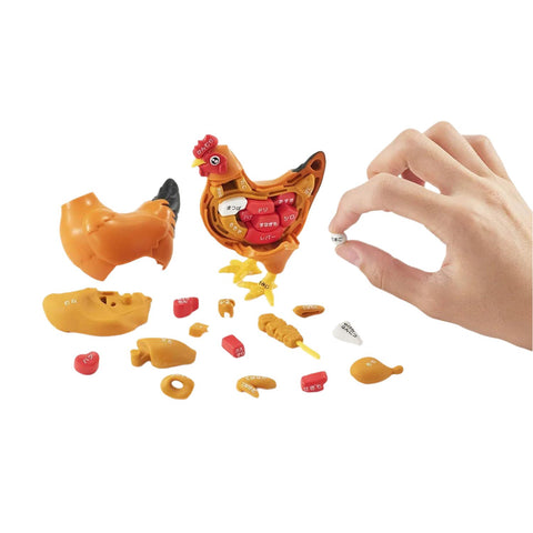 Kyllingens anatomi – 3D-puslespil