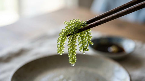 japansk tang