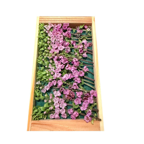 Shiso blomster fra Japan