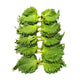Friske shiso blade direkte fra Japan