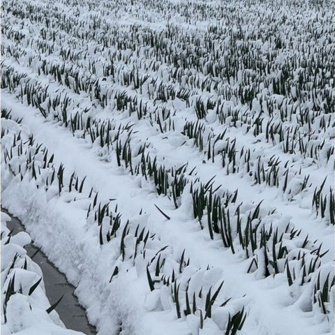 Porrer under sneen fra Japan 