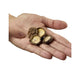 Shiitake-svampe uden stilk, diameter 1 -3 cm fra Japan - 100 gram