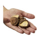 Shiitake-svampe uden stilk, diameter 3–5 cm - 100 gram fra Japan