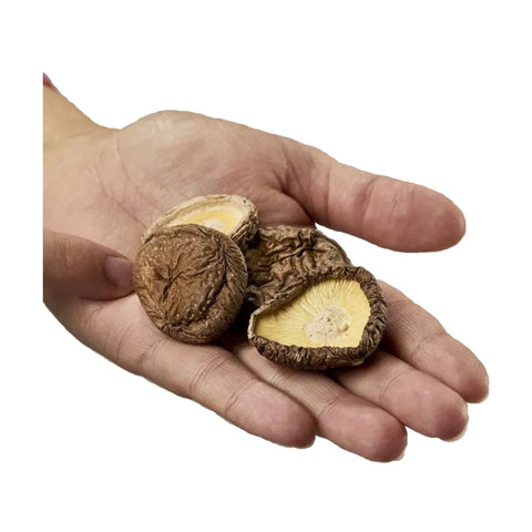 Shiitake-svampe uden stilk, diameter 3–5 cm - 100 gram fra Japan