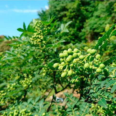 Friske sansho peber 