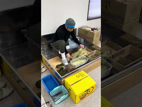 Video fra japan om hvordan man laver hvid konbu Shiroita kombu