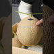 Japansk musk melon – Verdens mest eksklusive melon - 1 stk.