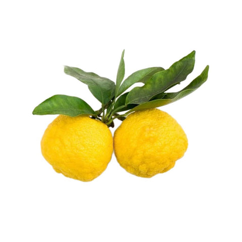 Frisk japansk yuzu-frugt – den aromatiske citrusfrugt, som giver Tsuru Ume Yuzu Sake sin friske og karakteristiske smag.