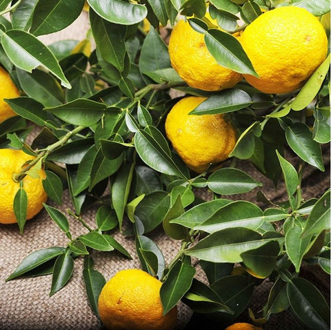 Friske japanske yuzu-frugter på yuzu-træ – modne, aromatiske citrusfrugter fra Kochi i Japan med smuk gylden farve.