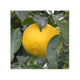 Super Premium - FRISK Yuzu frugt  – 0,5 kg høst 2023