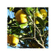 Super Premium - FRISK Yuzu frugt  – 0,5 kg høst 2023