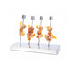 Rørspyd, 1 stk.  /   Tube Skewer 1 pcs.
