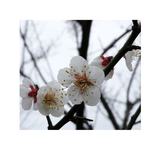 Pulver af blade fra Sakura kirsebærtræ