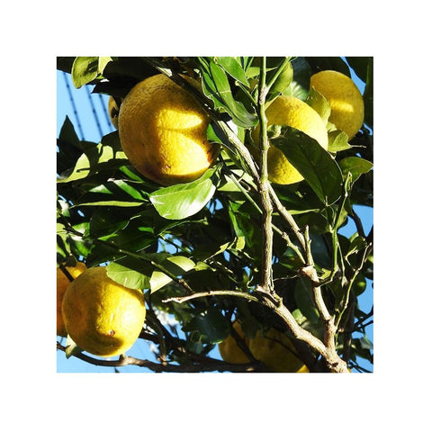 Friske yuzu-frugter – japanske citrusfrugter med flot gylden skræl og frisk, aromatisk duft.