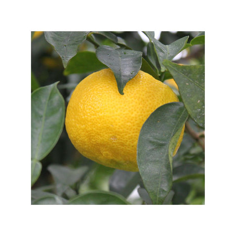 Yuzu-frugter blandt grønne blade på træet – modne japanske citrusfrugter dyrket i Kochi, kendt for deres intense aroma og høje kvalitet.