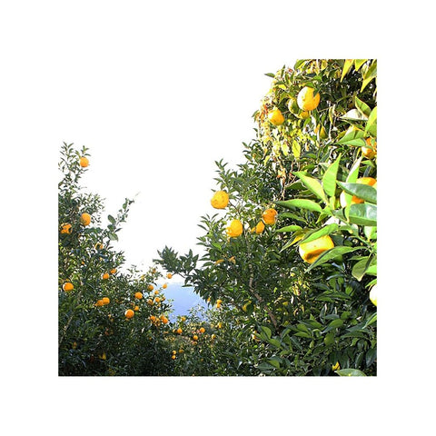 Yuzu frugter i Japan 