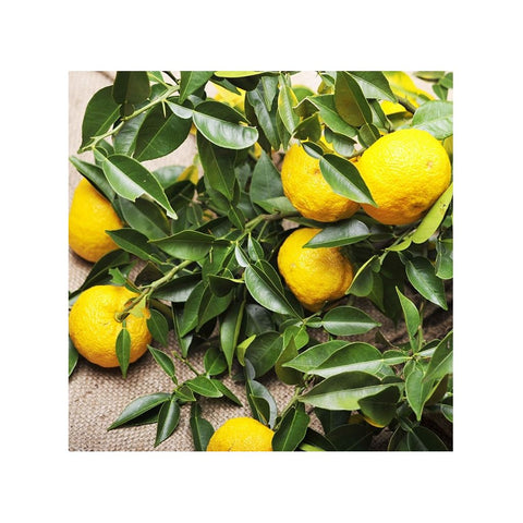 Yuzu pulver af premium kvalitet